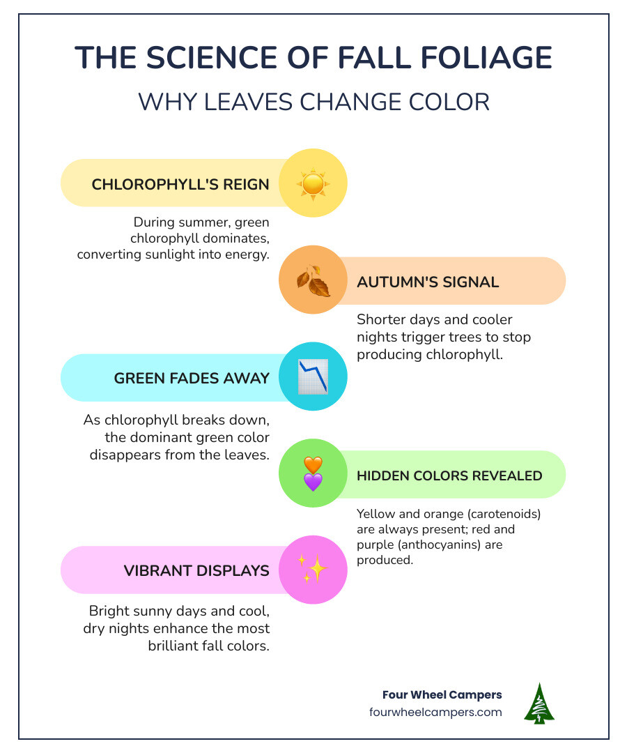 Infographic showing the science behind fall foliage: how chlorophyll breaks down in autumn revealing hidden pigments like carotenoids (yellow/orange) and anthocyanins (red/purple), with temperature and daylight triggers that cause leaves to change color, peak viewing windows by region, and factors that create the most vibrant displays - fall camping infographic infographic-line-5-steps-colors