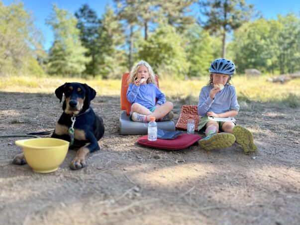Tips for Road Tripping With Pets